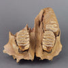Fossils for Sale: Beautiful Juvenile Upper Woolly Mammoth Jaw Section from Siberia 