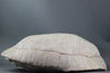 Huge Fossil Tortoise, South Dakota - 20 inches