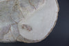 Huge Fossil Tortoise, South Dakota - 20 inches