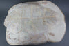 Huge Fossil Tortoise, South Dakota - 20 inches