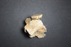 Rare Baby Woolly Mammoth Jaw with P3 Tooth, Holland 