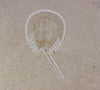 Large Fossil Horseshoe Crab With Trackway - 8.25”