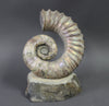 Heteromorph Ammonite, Australiceras - 9.5"