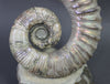 Heteromorph Ammonite, Australiceras - 9.5"