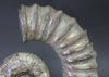 Heteromorph Ammonite, Australiceras - 9.5"