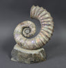 Heteromorph Ammonite, Australiceras - 9.5"