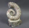 Heteromorph Ammonite, Australiceras - 9.5"