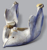 Incredible Mammoth Jaw from Hungary - 1.9 feet