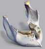 Incredible Mammoth Jaw from Hungary - 1.9 feet