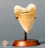 Huge Collector Meg Tooth - Light Colour - 5.4 inches 