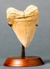 Megalodon Teeth for Sale: Collector Meg Tooth - Light Colour - 5.4 inches 