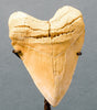 Huge Collector Meg Tooth - Light Colour - 5.4 inches 
