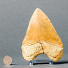 Huge Collector Meg Tooth - Light Colour - 5.4 inches 