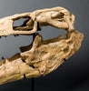 Fossils for Sale: Exceptional Complete Mosasaur Skull - World Class Specimen - 4.75 feet long 