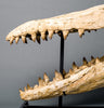 Fossils for Sale: Exceptional Complete Mosasaur Skull - World Class Specimen - 4.75 feet long 