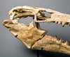 Fossils for Sale: Exceptional Complete Mosasaur Skull - World Class Specimen - 4.75 feet long 