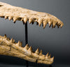 Fossils for Sale: Exceptional Complete Mosasaur Skull - World Class Specimen - 4.75 feet long, Closeup 
