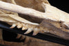 Fossils for Sale: Exceptional Complete Mosasaur Skull - World Class Specimen - 4.75 feet long 