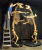 Spectacular Cave Bear Skeletons, 9'2" Tall
