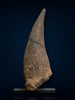 Triceratops Brow Horn, Hell Creek Formation, United States