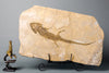 Extraordinary Amphibian - Sclerocephalus - 28.5" 
