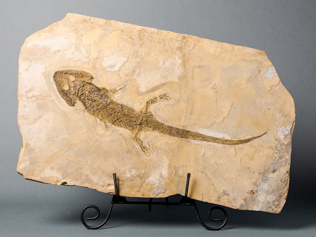 Sclerocephalus Amphibian Fossil for Sale – Fossil Realm