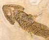 Amphibian Fossils for Sale: Extraordinary Amphibian - Sclerocephalus - 28.5" - Closeup 