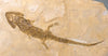 Extraordinary Amphibian - Sclerocephalus - 28.5" 
