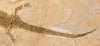 Extraordinary Amphibian - Sclerocephalus - 28.5" 