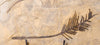 Fossils for Sale: Superb Amphibian and Conifer - 26.5 inch Sclerocephalus - Conifer Closeup