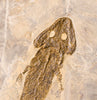 Fossils for Sale: Superb Amphibian and Conifer - 26.5 inch Sclerocephalus, Closeup 