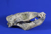 Superb Prehistoric Sea Lion Skull (Allodesmus) - Super Rare 