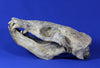 Superb Prehistoric Sea Lion Skull (Allodesmus) - Super Rare 