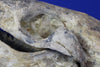 Superb Prehistoric Sea Lion Skull (Allodesmus) - Super Rare 