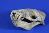 Superb Prehistoric Sea Lion Skull (Allodesmus) - Super Rare 
