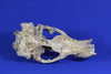 Superb Prehistoric Sea Lion Skull (Allodesmus) - Super Rare 