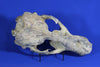 Superb Prehistoric Sea Lion Skull (Allodesmus) - Super Rare 