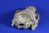 Superb Prehistoric Sea Lion Skull (Allodesmus) - Super Rare 