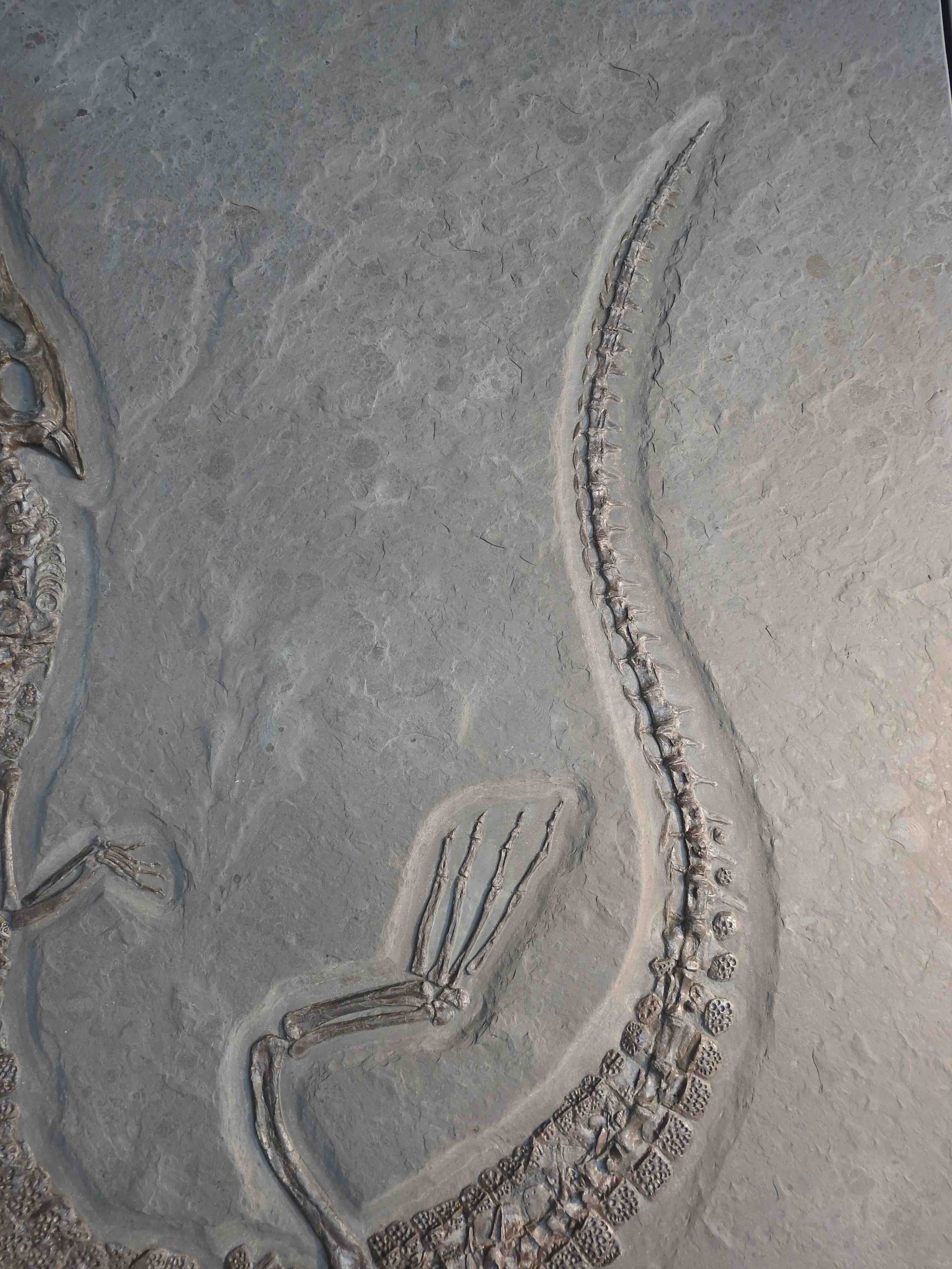 9.18' Holzmaden Crocodile for Sale - Steneosaurus – Fossil Realm