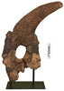 Massive Triceratops Brow Horn/Orbit