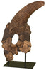 Massive Triceratops Brow Horn/Orbit