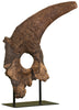 Massive Triceratops Brow Horn/Orbit