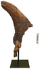 Massive Triceratops Brow Horn/Orbit