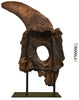 Massive Triceratops Brow Horn/Orbit