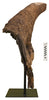 Massive Triceratops Brow Horn/Orbit