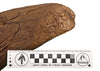 Massive Triceratops Brow Horn/Orbit