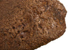 Massive Triceratops Brow Horn/Orbit