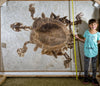 Giant Fossil Softshell Turtle (Axestemys byssinus) with girl: Green River Formation Fossils for Sale