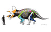 Triceratops Skeleton, Hell Creek Formation, United States