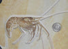 Large Fossil Shrimp from Solnhofen, Aeger - 7.5”
